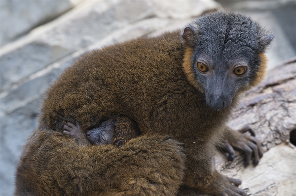 lemurian  WCS's Bronx Zoo Debuts Offspring of Two Lemur Species > Newsroom